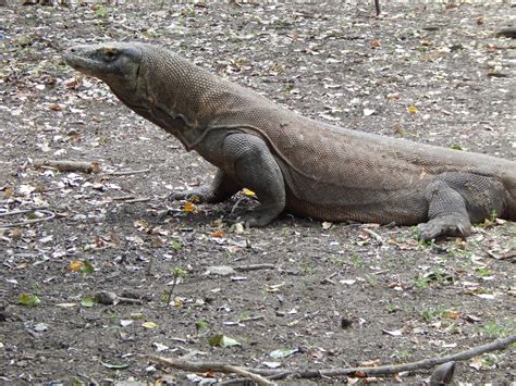 Meet the world's largest lizard: The Komodo Dragon ...