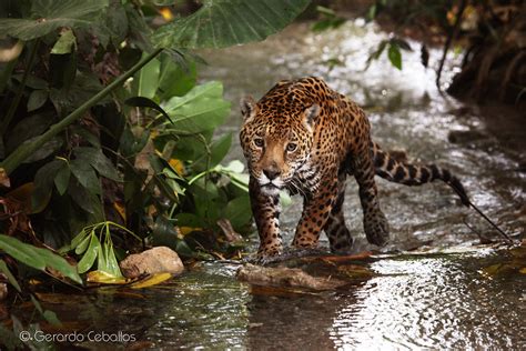 El Jaguar En Mayor Peligro De Extinción De Lo Que Se Pensaba