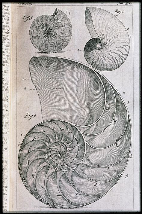 Nautilus Shells And Ammonite Photograph By George Bernardscience Photo