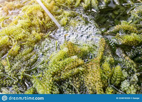 Close Up Of Bryopsida Green Algae Or Caulerpa Lentillifera Stock Photo