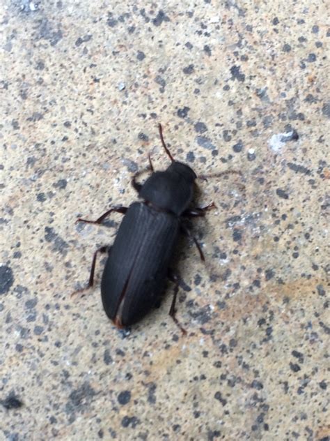 Salt Lake City Ut Small Black Beetle Found In My House Rwhatsthisbug