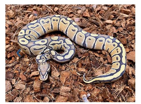 Ghost Ball Python By Fangs And Stingers Morphmarket