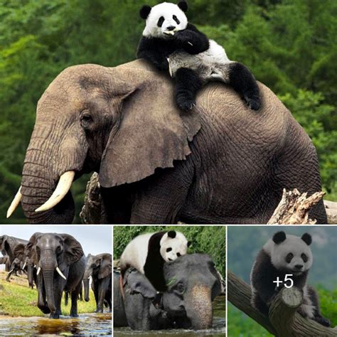 Incredible The Unlikely Bond Between Elephants And Pandas That Will