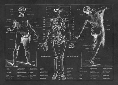 Human Anatomy Print Skeletal System Chart Medical Anatomy