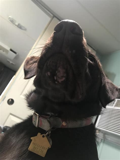 Im Trying To Figure Out What These Bumps Are On My Dog Chin Petcoach