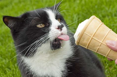 Well, if your cat eats commercial dry cat food, she probably already does. Can Cats Eat Ice Cream? A Guide by The Happy Cat Site