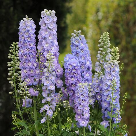 Delphinium Elatum Guardian Lavender Easy To Grow Bulbs