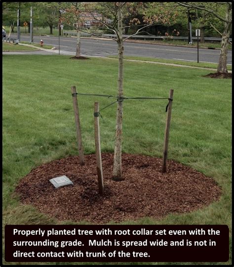 Tree Planting