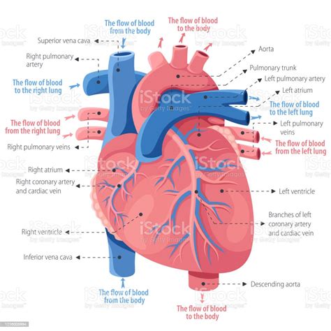Human Heart Anatomy Stock Illustration Download Image Now Coronary
