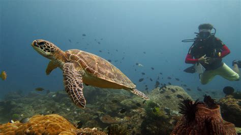 Marine Life In El Nido Sea Turtles Palawan Divers