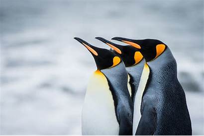 Penguin Backgrounds