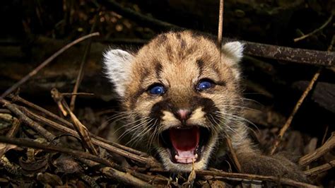 National Park Service Releases Photos Of New Mountain Lion Kittens
