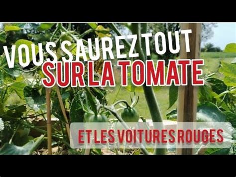 Faut Il TAILLER Les TOMATES Quand Et Pourquoi YouTube