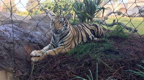 Mike Vii Makes His Debut In Tiger Habitat On Lsu Campus In Baton Rouge