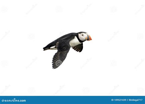 Atlantic Puffin In Flight White Background Isolated The Clown Faced