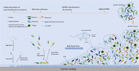 Formation Development And Aging Of Biofilm In Wastewater Treatment