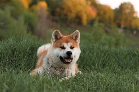 Shiba inu is the new crypto token looking to take steam out of doge. Shiba Inu price | What is shiba inu cost