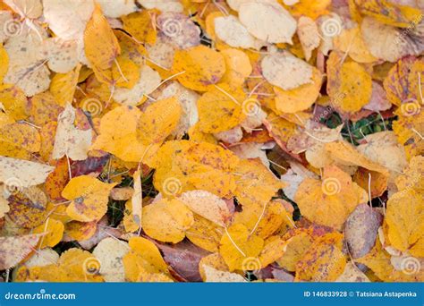 Yellow Autumn Leaves Lie On The Ground Stock Photo Image Of Forest