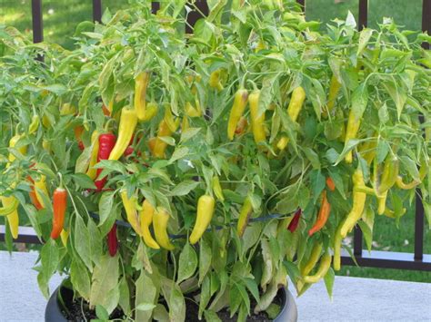 Hungarian Hot Wax Chilli Pepper Capsicum Annuum 30 Seeds Seeds