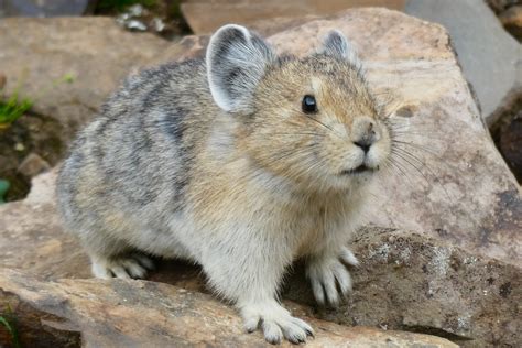 400 Best Names For Pika Name Generator And Ideas Fluentslang