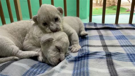 Rare White Lion Cubs Born On Spanish Reserve