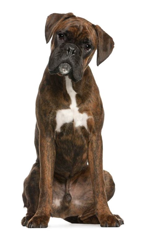 Boxer Sitting Stock Photo Image Of Looking Brown Canine 17255324