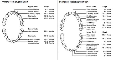 21 baby teeth charts are collected for any of your needs. Charlotte Pediatric Dentistry FAQ | Charlotte Pediatric ...