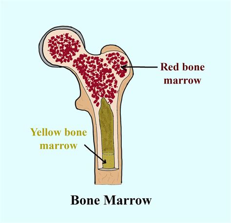 The Red Bone Marrow Occurs Inaribsbribs And Sternumcribs And