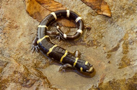 Salamander Facts Missouri Department Of Conservation
