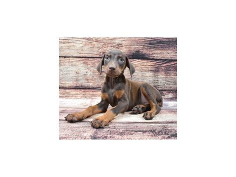 The doberman pinscher is one of the smartest breeds in the world, so any motivated owner, even a novice one, should be able to effectively train this dog breed. Doberman Pinscher-DOG-Female-Red and Rust-2794414-Petland ...
