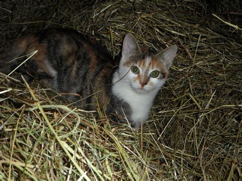 Free Images Grass Hay Farm Kitten Haystack Fauna Whiskers