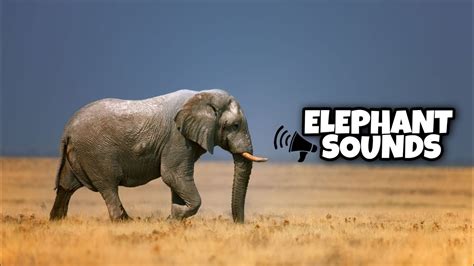 Elephant Sounds For Kidstoddler Youtube