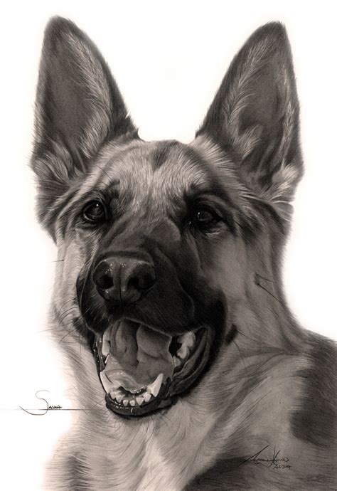 This Is Sasha A German Shepherd Drawn 16x12 Canine Art Dog