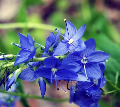 Beautiful Blue Flowers In The Forest Macro Stock Image Image Of