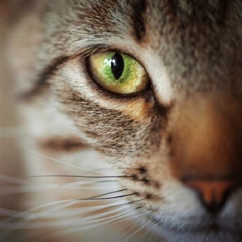 Before you go away, be sure to give your cat sitter very clear instructions on feeding and water, so that you can be sure that your cat can be protected from whisker stress. What Happens If You Cut A Cat's Whiskers?