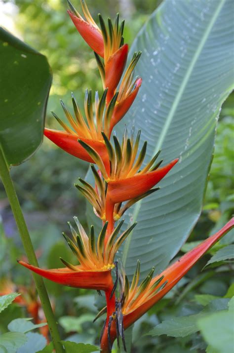 What Are The Different Types Of Bird Of Paradise Plants Birds Of
