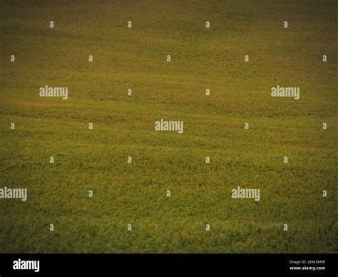 Alfalfa Grass Hi Res Stock Photography And Images Alamy