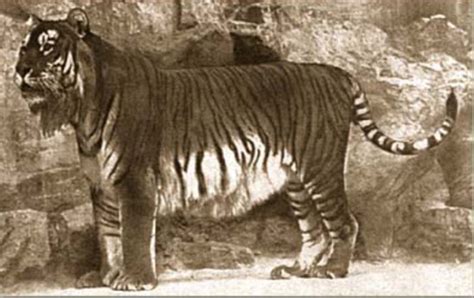 Caspian Tiger It Was Very Good • Falseblogic
