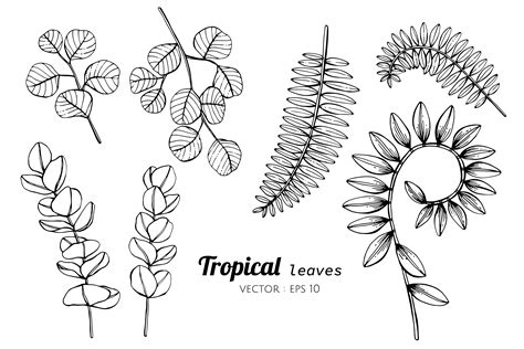 Collection set of Tropical leaves drawing illustration. 416559 Vector Art at Vecteezy