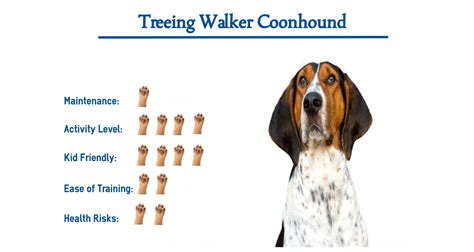 Treeing Walker Coonhound Dog Breed Everything You Need To Know At A