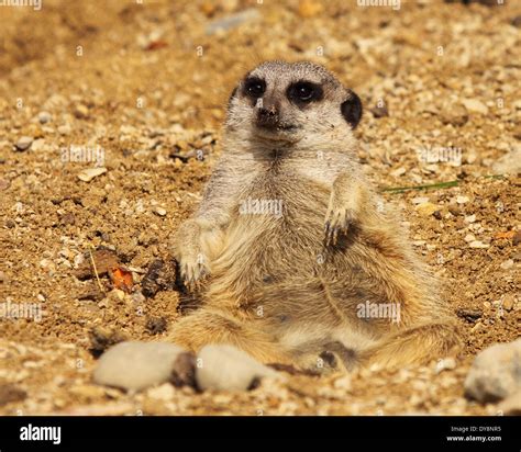 A Meerkat Lazily Resting In The Sun Stock Photo Alamy