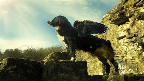 We have a massive amount of desktop and mobile backgrounds. Withus Flying Dog Wallpapers | HD Wallpapers | ID #6604