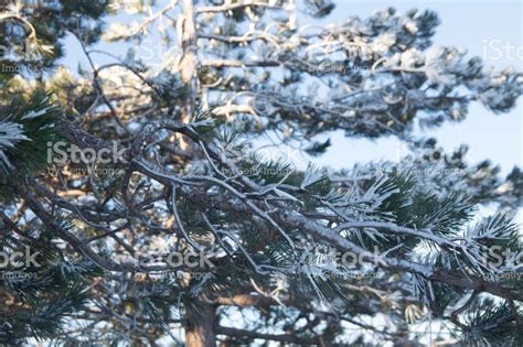 Snow Covered Pine Tree Photo Tree Stock Images Free Winter Scenes