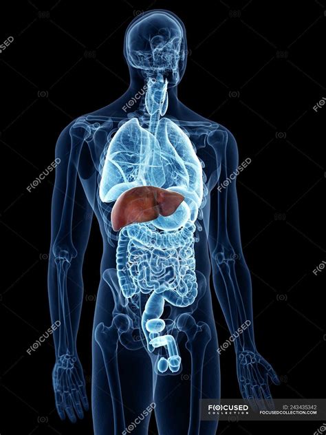 Illustration Of Colored Liver In Human Body Silhouette On Black