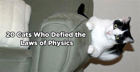 20 Cats Who Defied The Laws Of Physics We Love Cats And Kittens