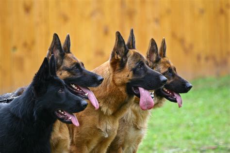 5 Different Types Of German Shepherds With Pictures 5 Gsd Variations