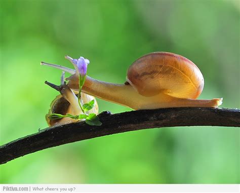 Insect Photography 18 Beautiful And Creatively Taken Photos Of Snails