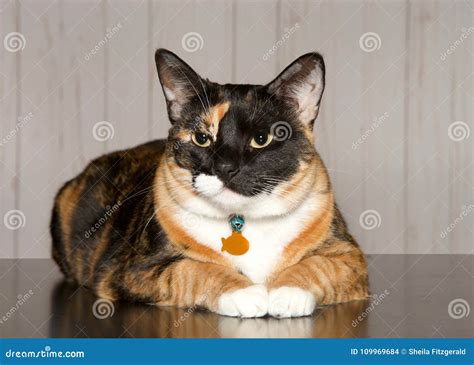Portrait Of A Calico Cat Wearing A Collar Laying On Wood Floor Stock