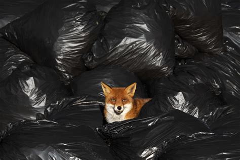 Chris Packham Photographs The Impact Of Litter In Pictures Animals