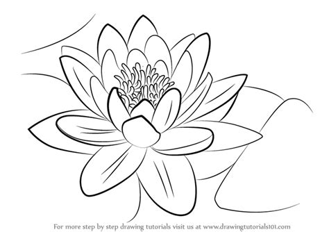 Learn How to Draw a Water Lily (Lily) Step by Step ... Lilies are beautiful flowers with an elegant yet simple shape, making them relatively easy to sketch.